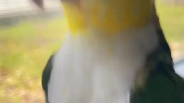 Funny Happy Bird Video