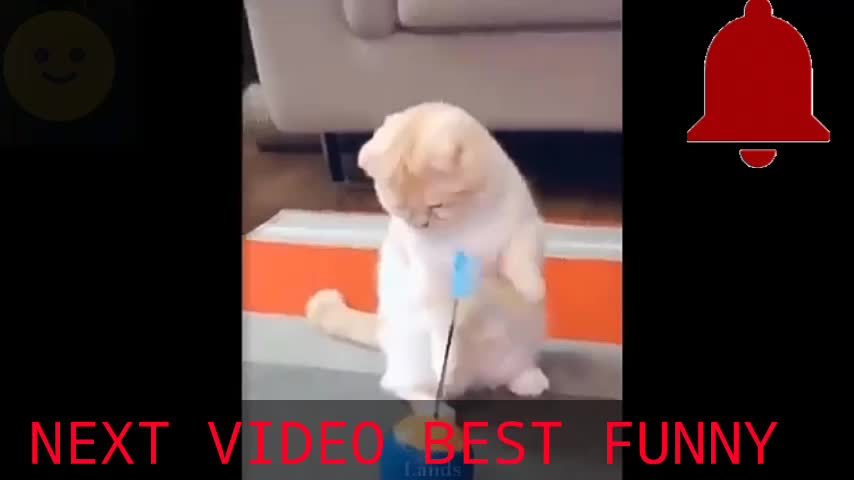 Rumble/cute dog in fear ,cute animal ,viral video 2022