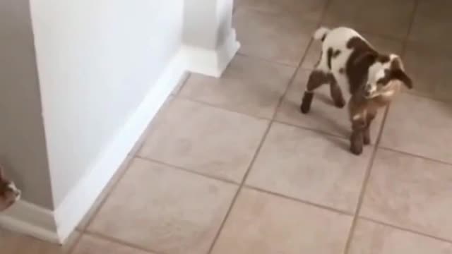 So they just want to play how cute is that