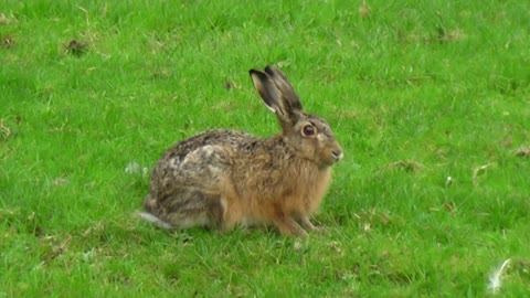 Wild hare