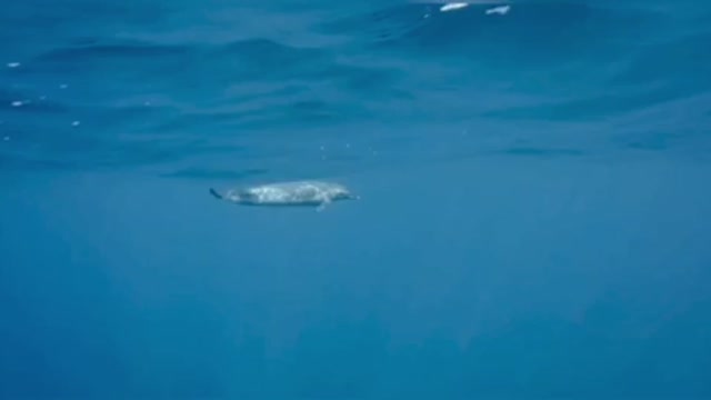 Sailing with dolphins 🐬