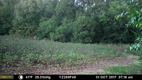 Young Buck with a deformed antler