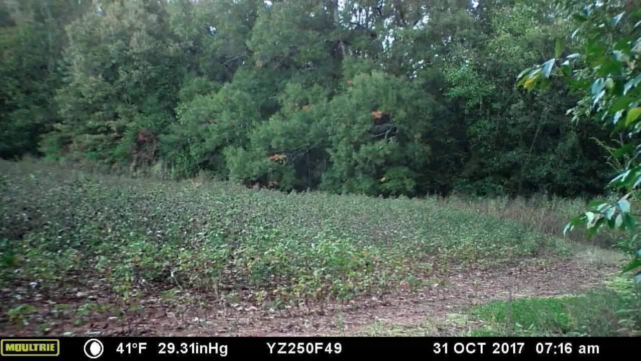 Young Buck with a deformed antler