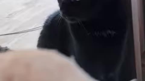 When the black cat’s pupils also turn black