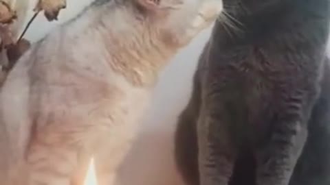 funny cat video