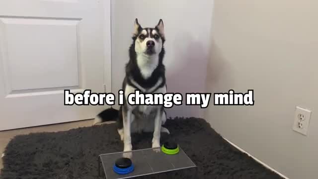 Dog tries to talk gone wrong 🤣😂