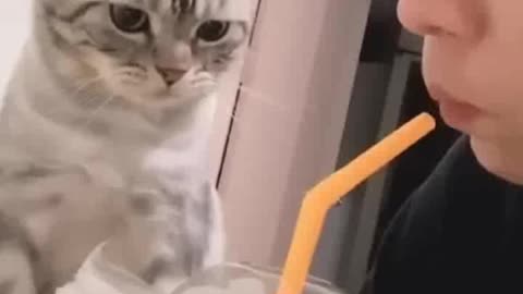 New Best Cats And Dogs Videos 2022 | Part 10