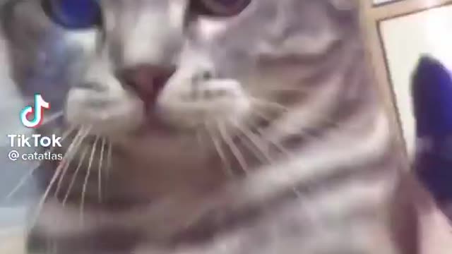 funny cute cat cute cat