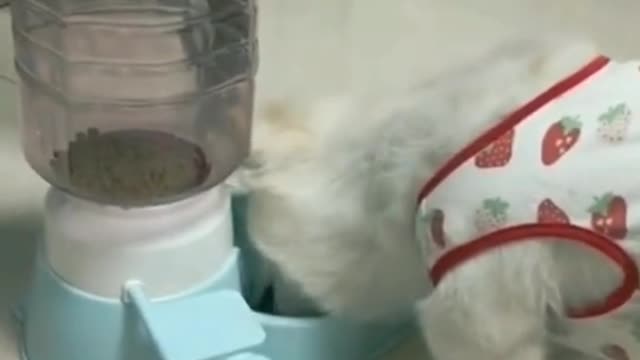 # Smart Dog Knows His Way When It's Food Time.