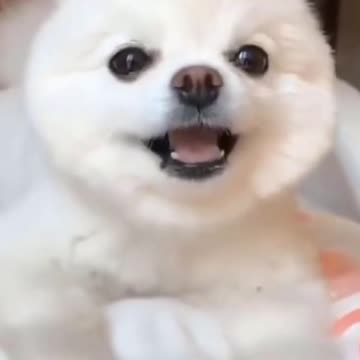 Cute and fun come have fun with funny dogs