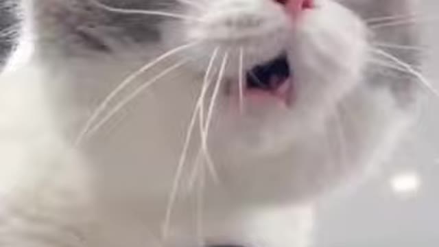 Cute Pet Language that only owner understands