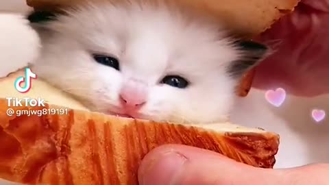 Cutest Cats Of Tiktok. Cutest little thing....