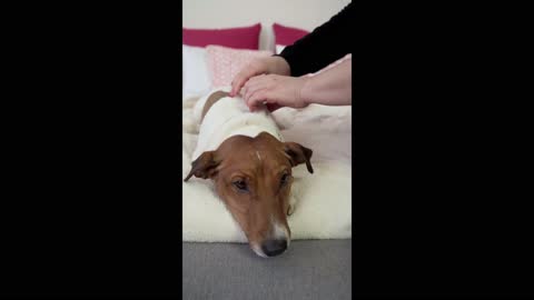 How to pamper your Dog thru massage