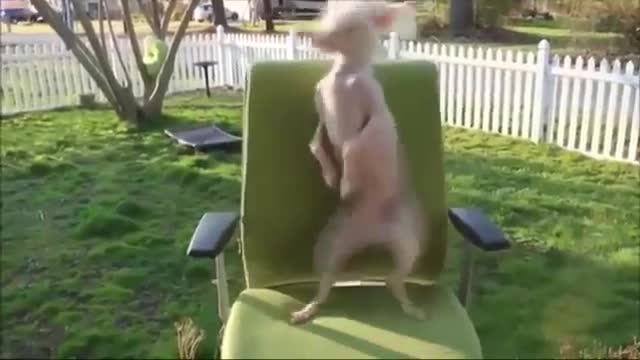 Dog dancing