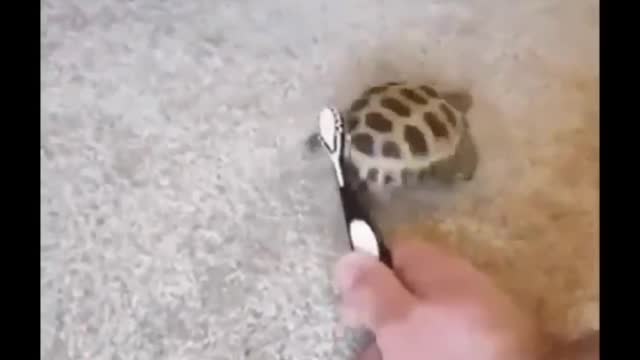Dancing and scratching🐢