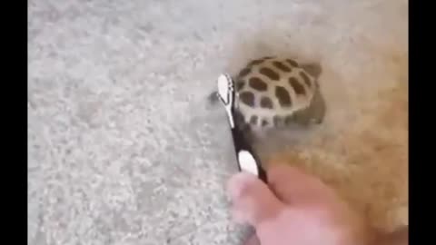 Dancing and scratching🐢