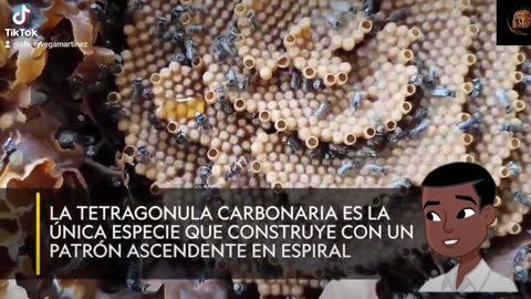 “¡Descubre el fascinante mundo de las abejas sin aguijón australianas! 🐝✨🌸 📽️💬