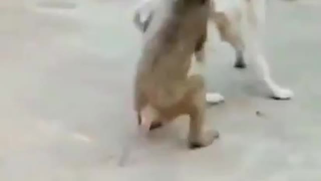 Monkey making fun