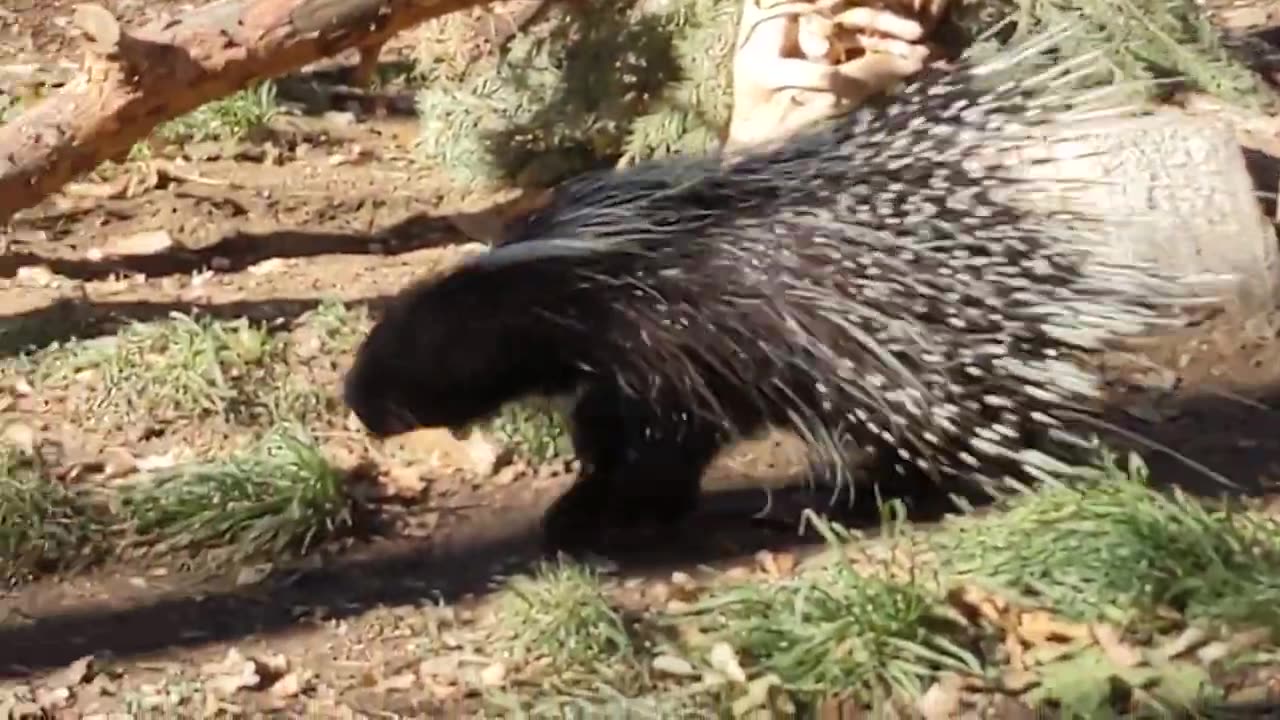 Porcupine at the Denver Zoo