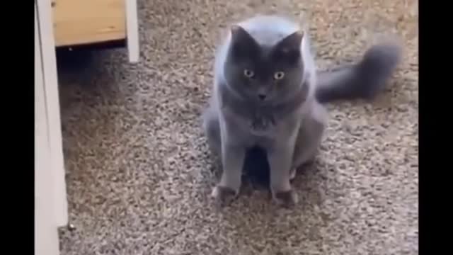 Funniest Cats -- - Don_t try to hold back Laughter -- - Funny Cats Life part 2(1080P_HD)