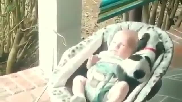 Funny Dog Videos 2021 It's time to LAUGH with Dog's life2