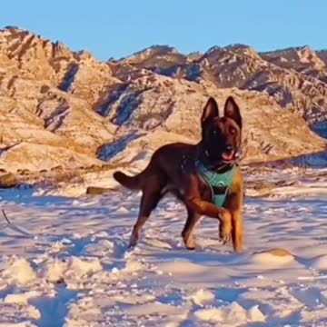 Dog is dance with full of energy like michael Jackson
