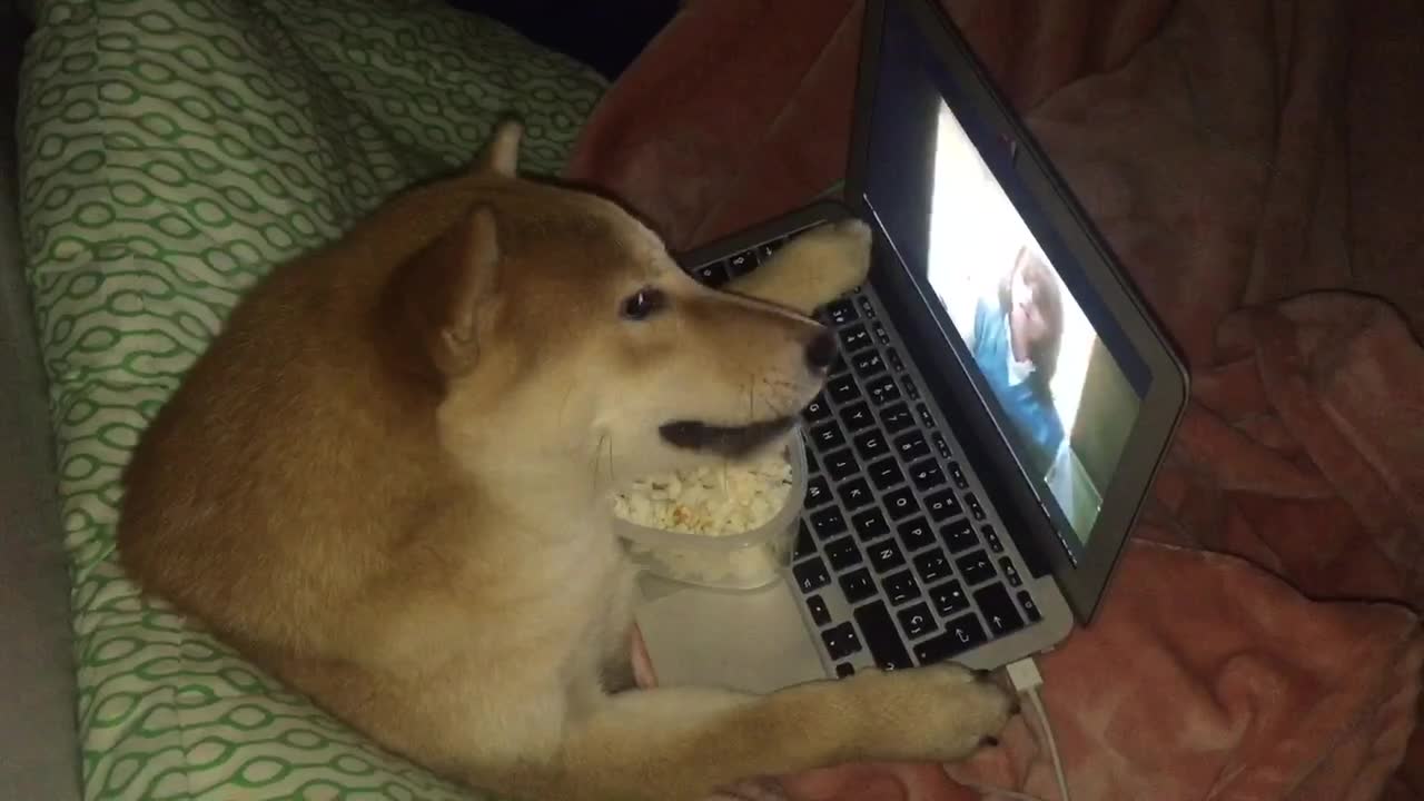 Dog makes popcorn, enjoys movie night