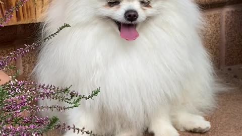 Dog video