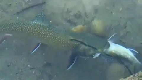 This is a beautiful and charming water-dwelling species