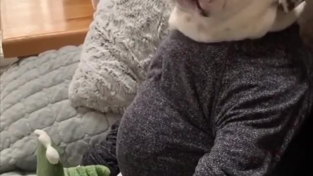 Funny obese dog overeating.