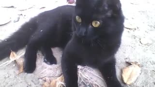 Flufffy cute black cat is pretty, could be a magazine cover [Nature & Animals]