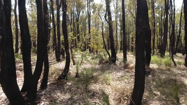 Spring walk to Ball Creek