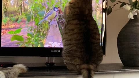 Cat catches birds