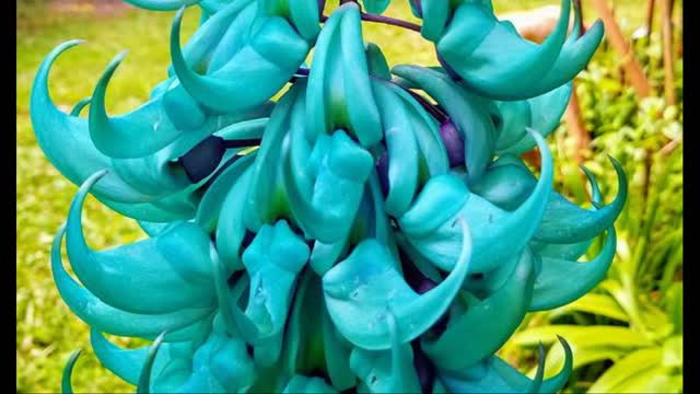 Jade vine, the exotic plant of the Philippines