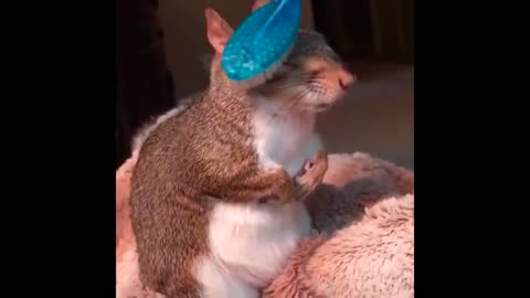 Relaxing and Funny animal video