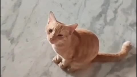 Cute and Funny Cat Videos to Keep You Smiling! 🐱