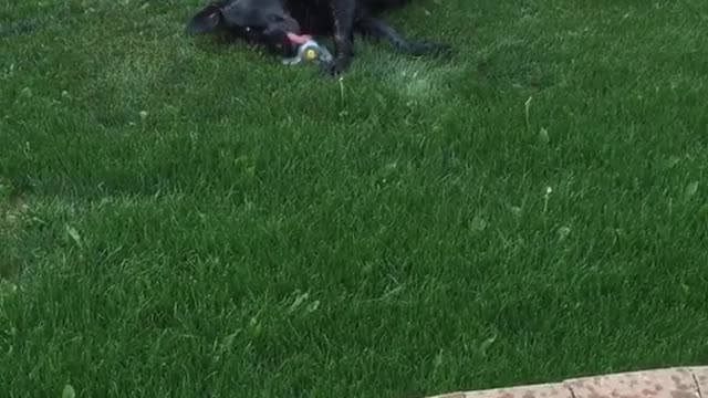 Dog loves rolling in the sprinklers