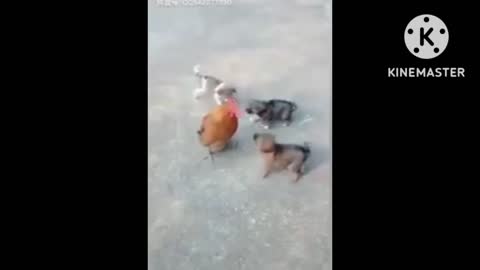 Fuuny video