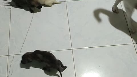 my puppies