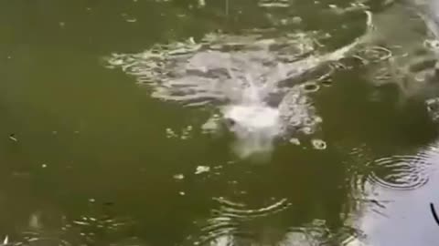 This is a beautiful and charming water-dwelling species