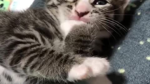 Cat 🐈🐱 chatCat 🐈🐱 chat
