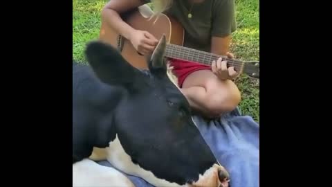 cow listening to music