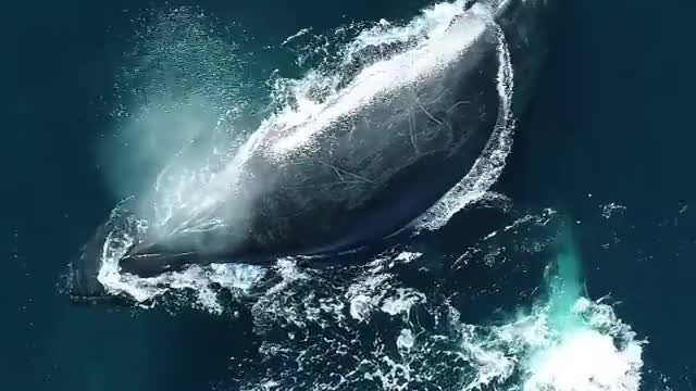 Humpback Whale With Pacific White Sided Dolphins | Rare Video |