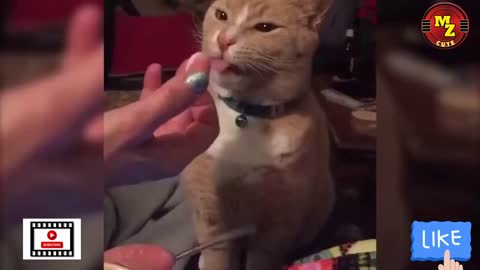 Puppies And Cat Compilation