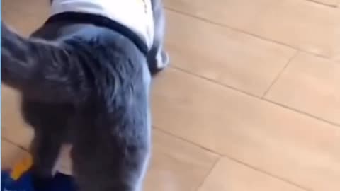 This funny cat can't walk in his blue shoes😂