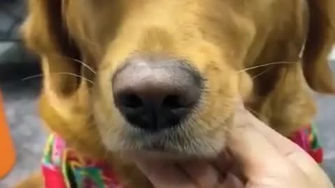 Stylish Dog