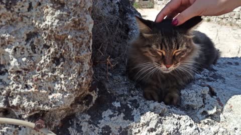 Are you a new pet parent, or looking to bolster your pet care