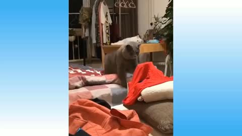 Cute little cats and pets