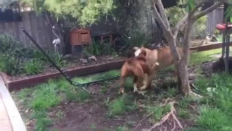 Boerboel South African Mastiff and American bulldog/staffy playing