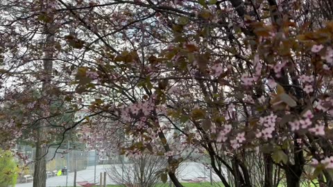 Summertime blossoms.